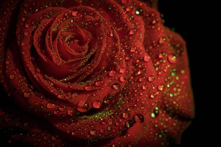 Beautiful red rose in dark colors with dew drops.の写真素材