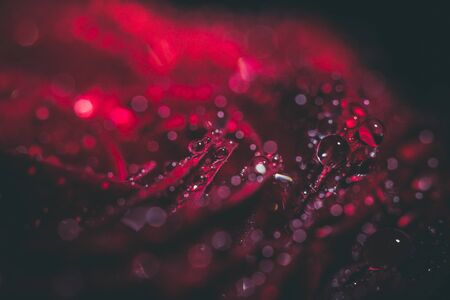 Beautiful red rose in dark colors with dew drops.の写真素材