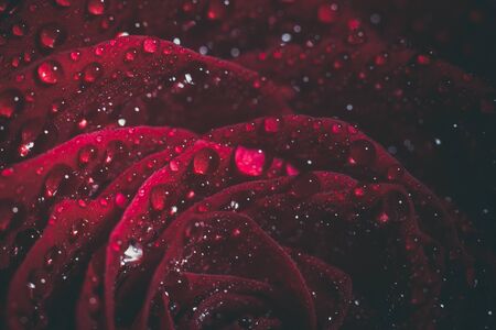 Beautiful red rose in dark colors with dew drops.の写真素材