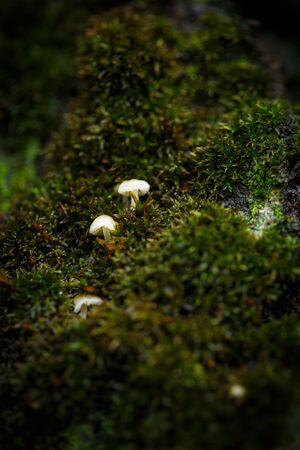 Small porcini mushrooms on a tree near green moss very closeの写真素材