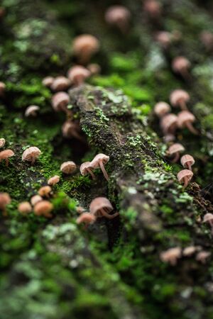 Many small mushrooms on the bark of a tree and green moss.