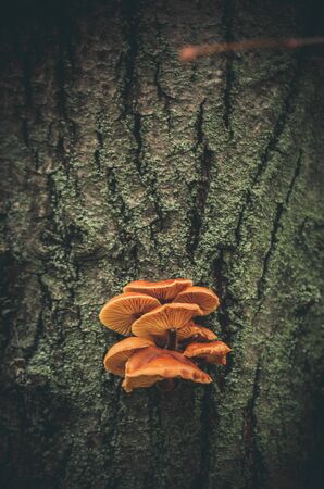 Small yellow mushrooms on a tree bark in autumnの写真素材