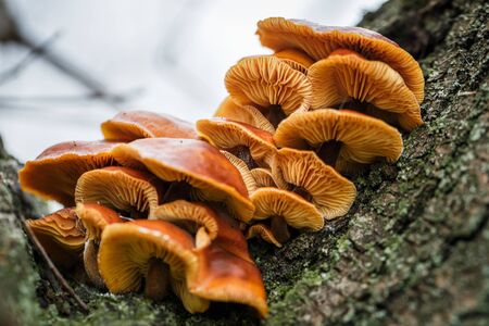 Small yellow mushrooms on a tree bark in autumnの写真素材