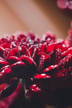 Beautiful Red Chrysanthemums with dew drops very closeの写真素材