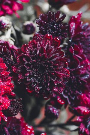 Beautiful Red Chrysanthemums with dew drops very closeの写真素材