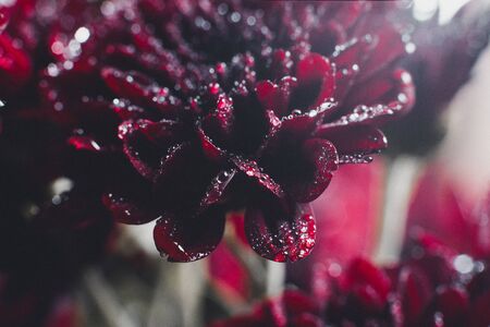 Beautiful Red Chrysanthemums with dew drops very closeの写真素材