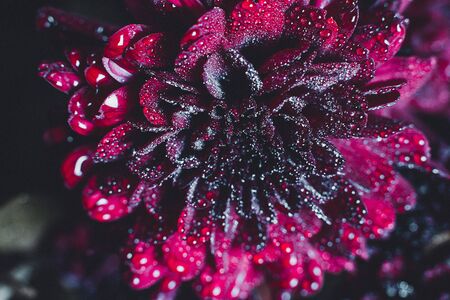 Beautiful Red Chrysanthemums with dew drops very closeの写真素材