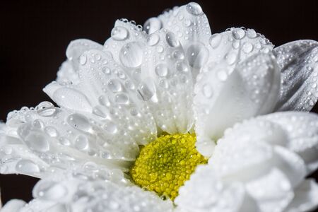 Beautiful white chrysanthemums that bloomed closeup with dew drops on the petals after rain.の写真素材