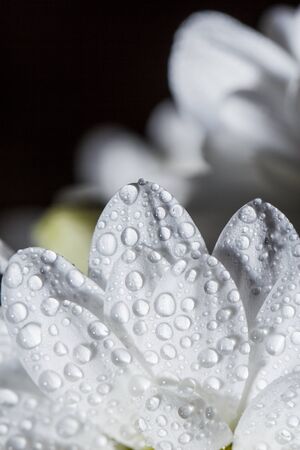 Beautiful white chrysanthemums that bloomed closeup with dew drops on the petals after rain.の写真素材