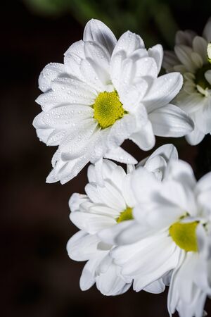 Beautiful white chrysanthemums that bloomed closeup with dew drops on the petals after rain.の写真素材