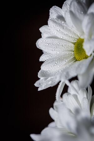 Beautiful white chrysanthemums that bloomed closeup with dew drops on the petals after rain.の写真素材