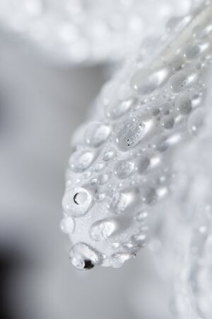 Beautiful white chrysanthemums that bloomed closeup with dew drops on the petals after rain.の写真素材