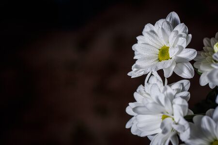 Beautiful white chrysanthemums that bloomed closeup with dew drops on the petals after rain.の写真素材
