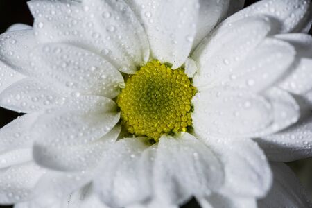 Beautiful white chrysanthemums that bloomed closeup with dew drops on the petals after rain.の写真素材