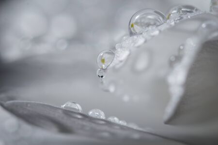 Beautiful white chrysanthemums that bloomed closeup with dew drops on the petals after rain.の写真素材