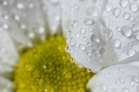Beautiful white chrysanthemums that bloomed closeup with dew drops on the petals after rain.の写真素材