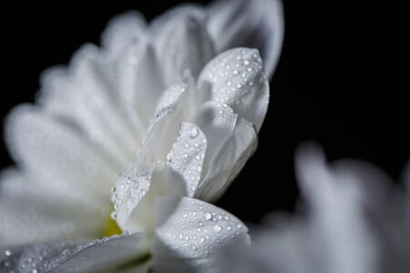Beautiful white chrysanthemums that bloomed closeup with dew drops on the petals after rain.の写真素材