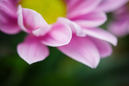 Beautiful pink chrysanthemums bloomed in close-up in good weather in summer