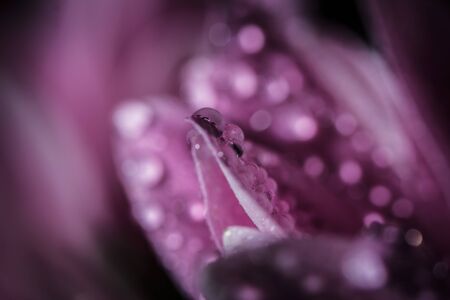 Beautiful delicate pink chrysanthemums with dew drops after the rain is very closeの写真素材