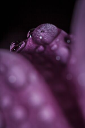 Beautiful delicate pink chrysanthemums with dew drops after the rain is very closeの写真素材