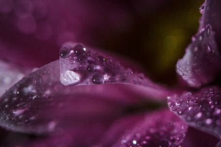Beautiful delicate pink chrysanthemums with dew drops after the rain is very closeの写真素材