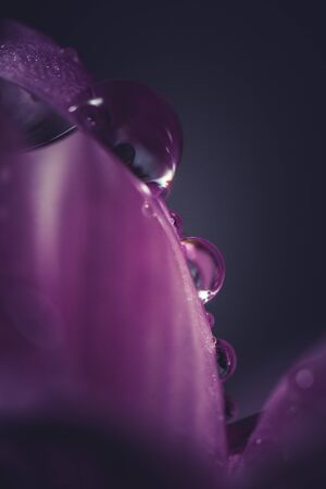 Beautiful delicate pink chrysanthemums with dew drops after the rain is very closeの写真素材