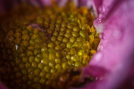 Beautiful delicate pink chrysanthemums with dew drops after the rain is very closeの写真素材