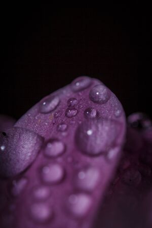 Beautiful delicate pink chrysanthemums with dew drops after the rain is very closeの写真素材
