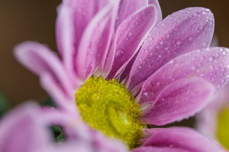 Beautiful delicate pink chrysanthemums with dew drops after the rain is very closeの写真素材
