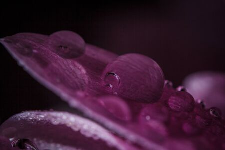 Beautiful delicate pink chrysanthemums with dew drops after the rain is very closeの写真素材
