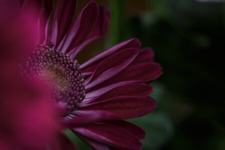 Beautiful purple fresh chrysanthemums that have bloomedの写真素材