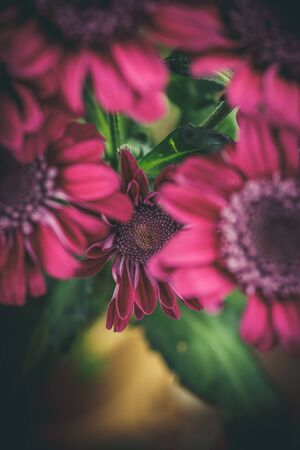 Beautiful purple fresh chrysanthemums that have bloomedの写真素材