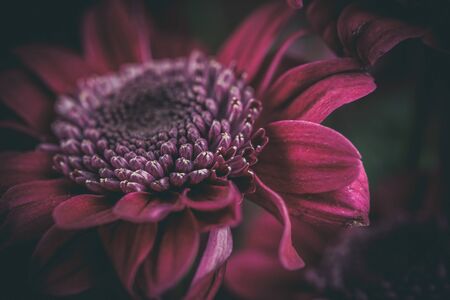 Beautiful purple fresh chrysanthemums that have bloomedの写真素材