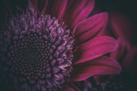 Beautiful purple fresh chrysanthemums that have bloomedの写真素材