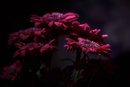 Beautiful purple fresh chrysanthemums that have bloomedの写真素材