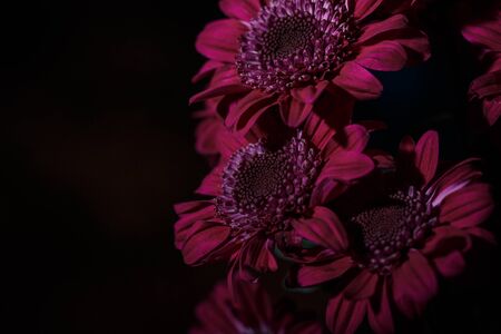 Beautiful purple fresh chrysanthemums that have bloomedの写真素材