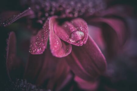 Beautiful purple fresh chrysanthemums with dew drops after rain on the petals that bloomed in the summer morningの写真素材