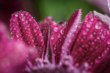 Beautiful purple fresh chrysanthemums with dew drops after rain on the petals that bloomed in the...