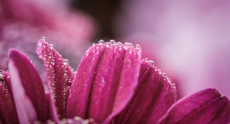 Beautiful purple fresh chrysanthemums with dew drops after rain on the petals that bloomed in the...