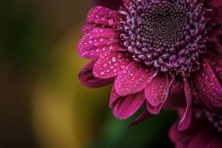 Beautiful purple fresh chrysanthemums with dew drops after rain on the petals that bloomed in the...