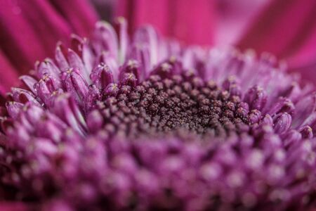Beautiful purple fresh chrysanthemums with dew drops after rain on the petals that bloomed in the...