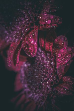 Beautiful purple fresh chrysanthemums with dew drops after rain on the petals that bloomed in the...