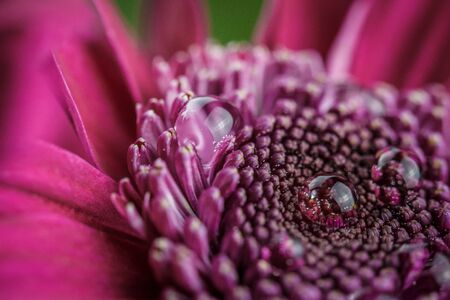 Beautiful purple fresh chrysanthemums with dew drops after rain on the petals that bloomed in the summer morningの写真素材
