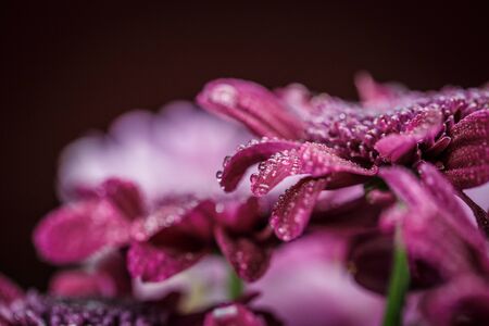 Beautiful purple fresh chrysanthemums with dew drops after rain on the petals that bloomed in the summer morningの写真素材