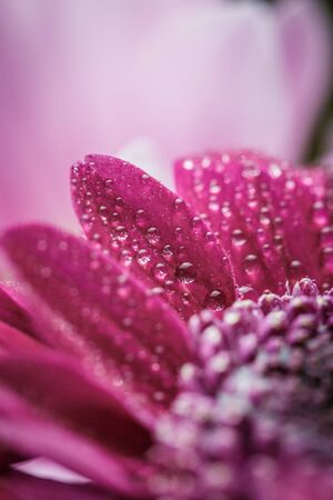 Beautiful purple fresh chrysanthemums with dew drops after rain on the petals that bloomed in the summer morningの写真素材