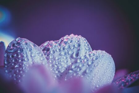 Fresh and beautiful white chrysanthemums in blue and pink.の写真素材