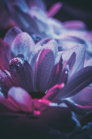 Fresh and beautiful white chrysanthemums in blue and pink.の写真素材