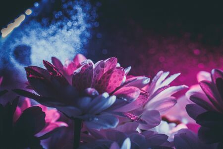 Beautiful white daisy in pink and blue.の写真素材