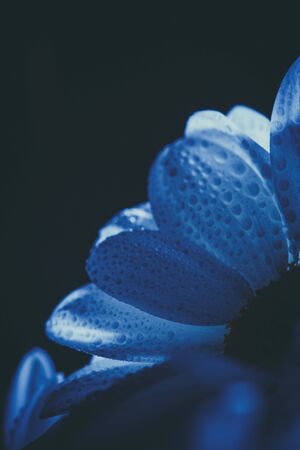 Beautiful white daisy in pink and blue.の写真素材