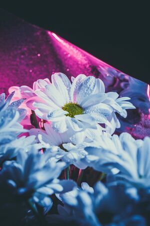 Beautiful white daisy in pink and blue.